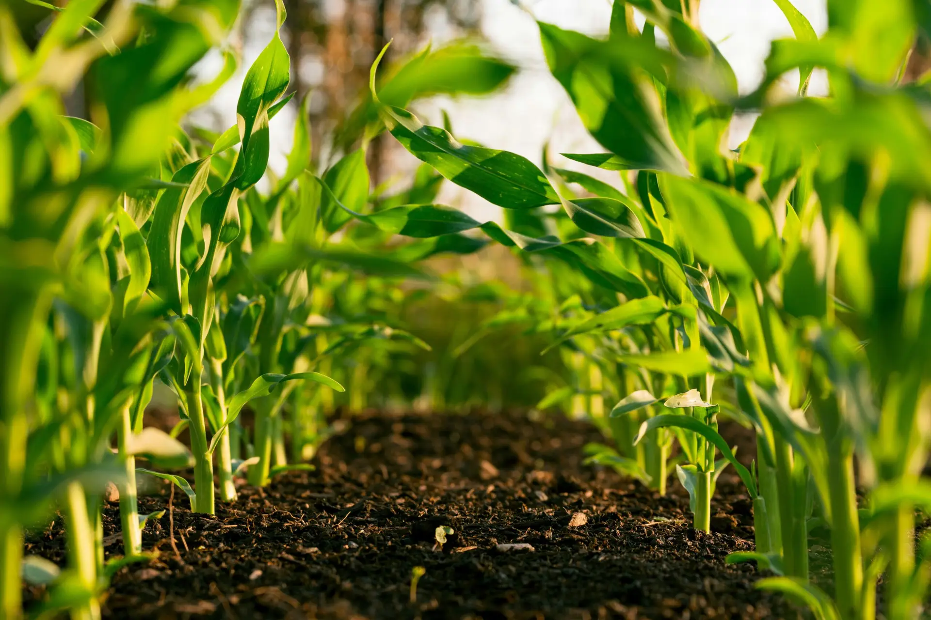 Cultivating the Future of Agriculture with AI
